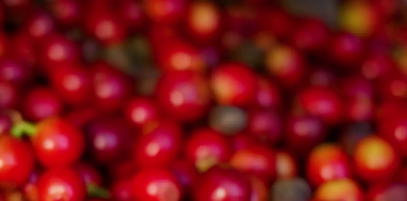Cerejas de café maduras em detalhe